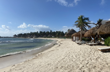 a beach with palm trees and a body of water