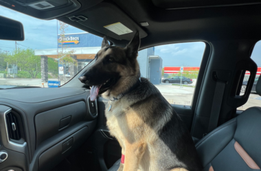 a dog sitting in a car