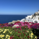 a colorful flowers on a hill by the ocean