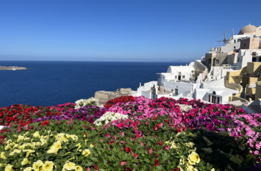 a colorful flowers on a hill by the ocean