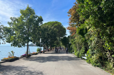 a path with trees and people walking on it