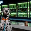 Aloft Hotels International Dog Day