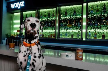 Aloft Hotels International Dog Day